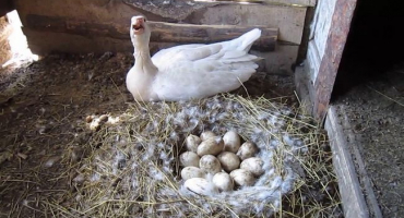 Jak vyrobit husí hnízdo?